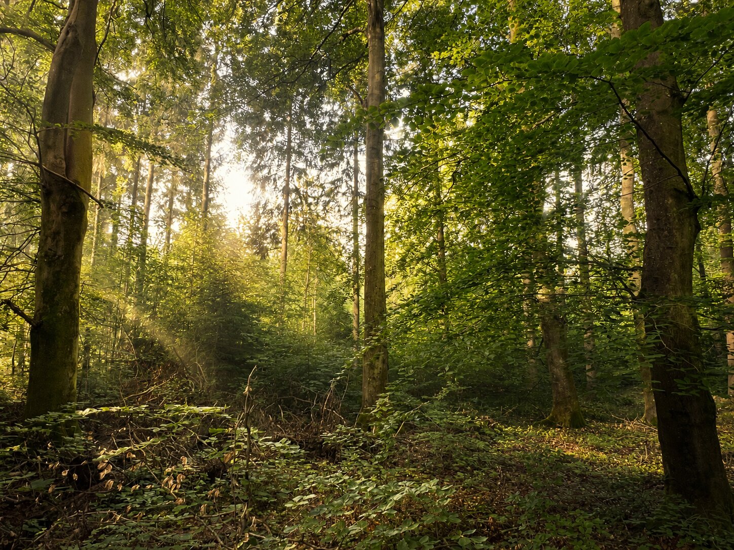 Gammelt egetræ / skovbund